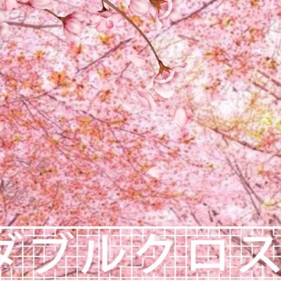 Sakura Daydream